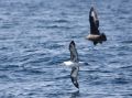 Laysan Albatross & South Polar Skua